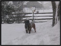 Mastiff, ośnieżony, Mastif angielski